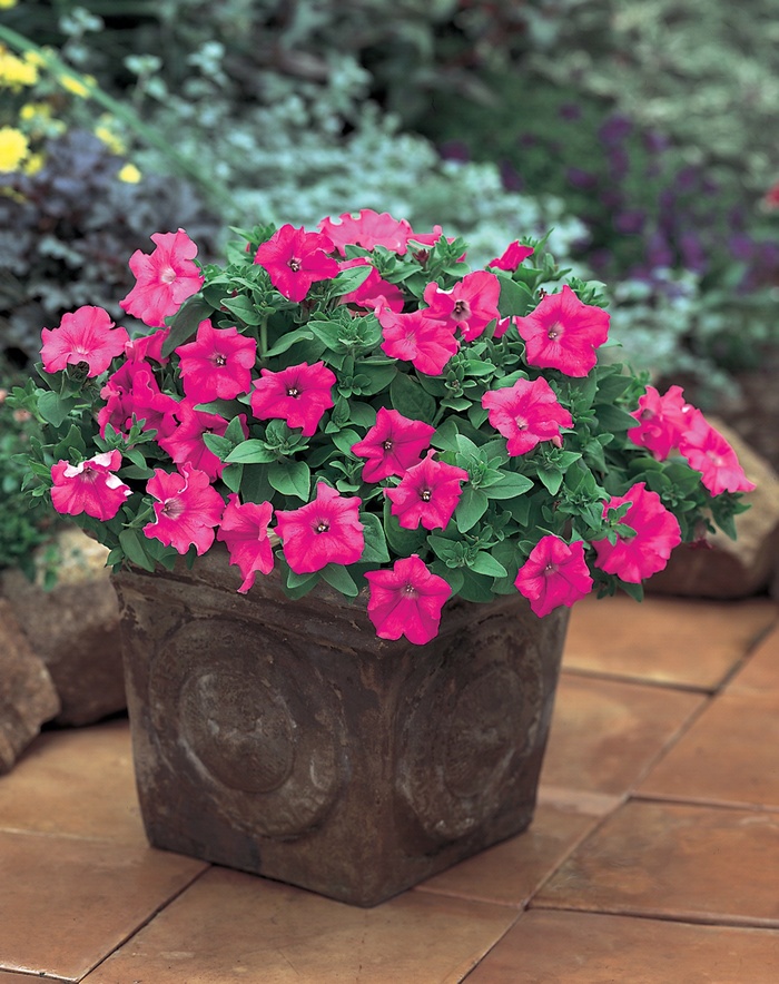 Supertunia&reg; Giant Pink - Petunia hybrid