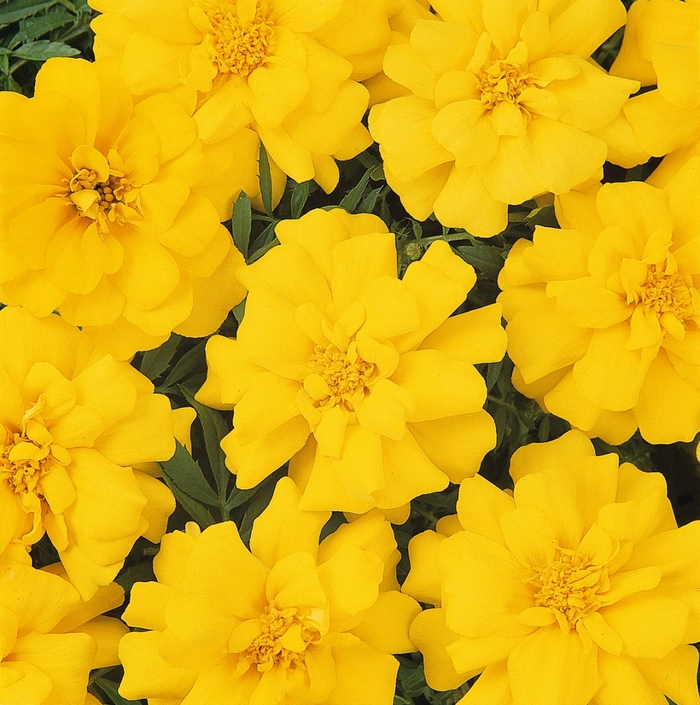 Marigold - Tagetes patula 'Durango&reg; Yellow'