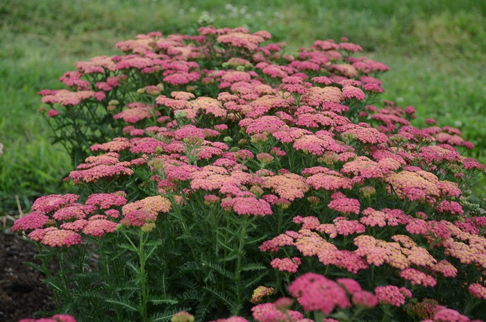 Yarrow - Achillea 'Sassy Summer Taffy' Yarrow - Achillea 'Sassy Summer Taffy'