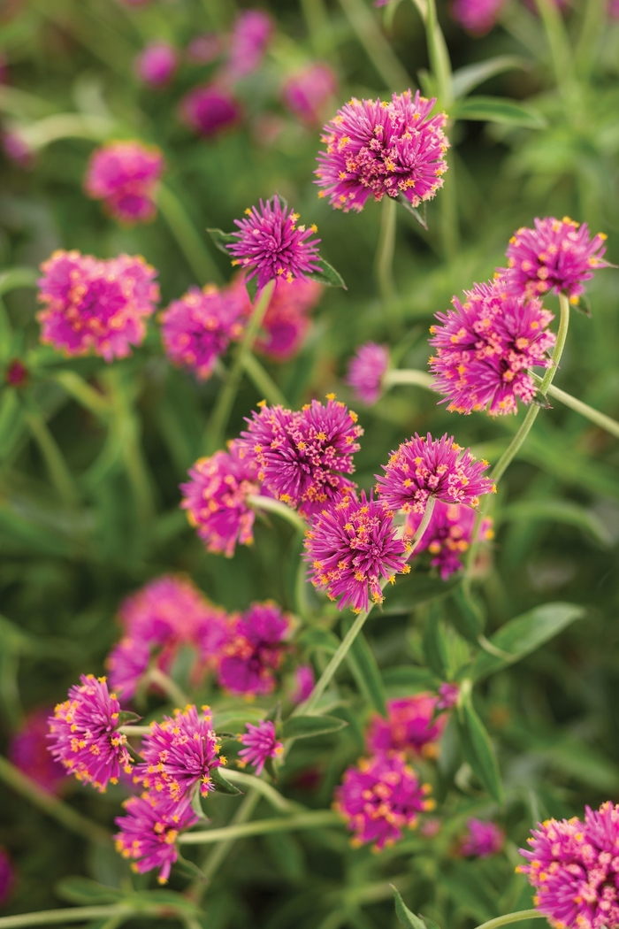 Truffula Globe Amaranth - Gomphrena pulchella 'Pink'