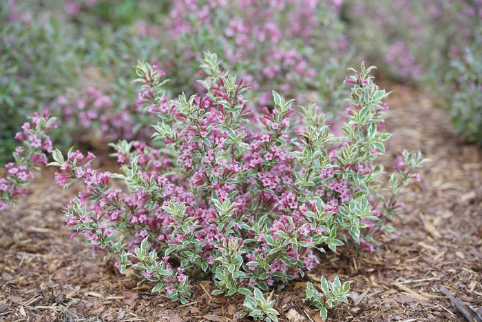 My Monet Purple Effect® - Weigela florida