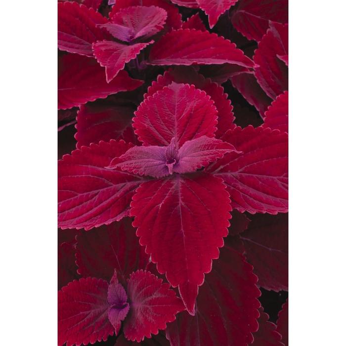 Main Street Beale Street - Coleus
