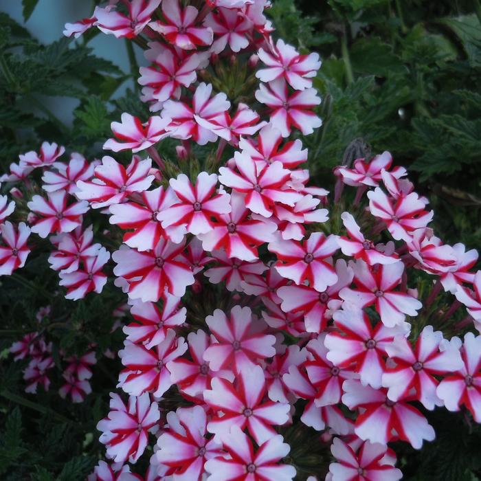 Verbena - Verbena Lanai&reg; 'Candy Cane'
