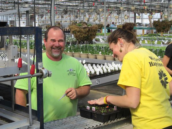 Workers planting trays of flowers.