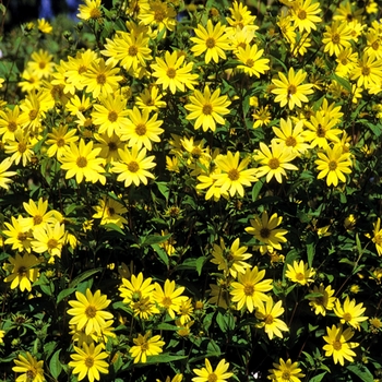 Thin-leaved Sunflower