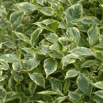 'Variegata Nana'