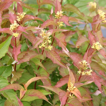 Kodiak® Bush Honeysuckle