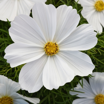Cosmos Cosmos