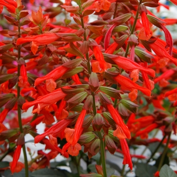 Salvia 