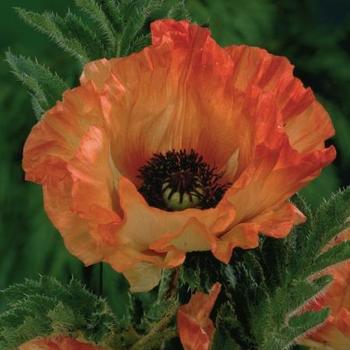 Oriental Poppy