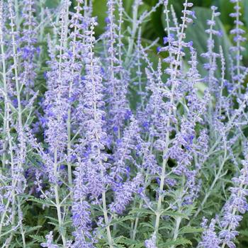 Russian Sage