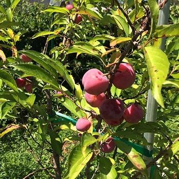 Toka Plum