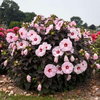 Rose Mallow