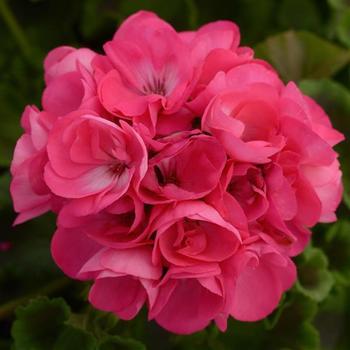 Geranium, Zonal