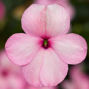 Impatiens Impatiens