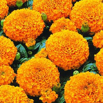 Marigold