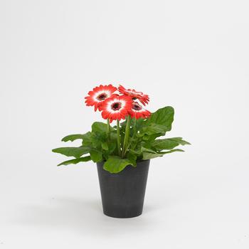 Gerbera Daisy