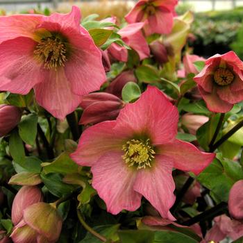 Lenten Rose 