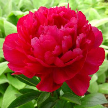 Garden Peony
