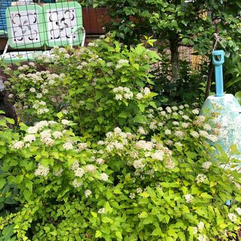 'Raspberry Lemonade&trade;' Ninebark