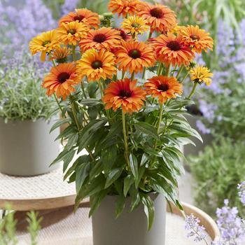 Coneflower