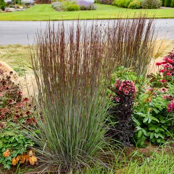 Little Bluestem