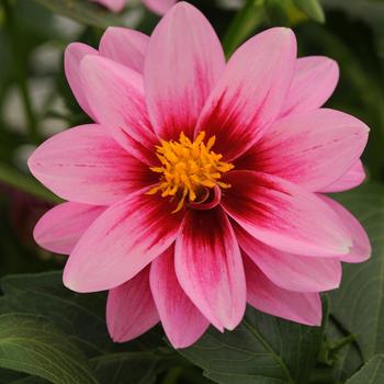 Dahlia