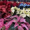 Poinsettias, not just for Christmas