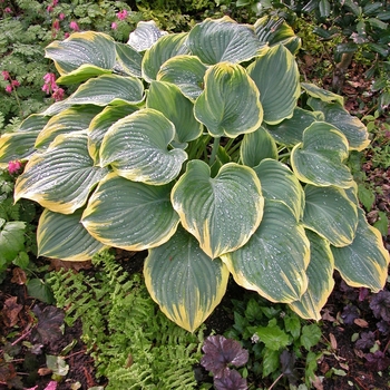 Plantain Lily Plantain Lily