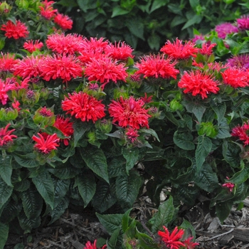 Bee Balm