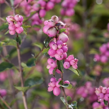 'Candy™' Coral Berry