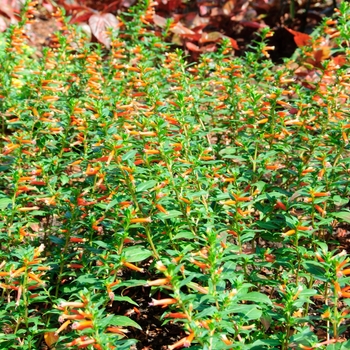 Large Firecracker Plant