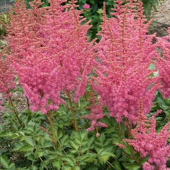 False Spirea