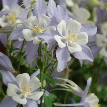 Columbine