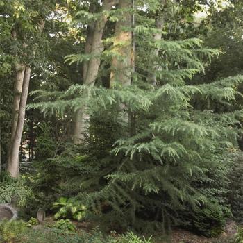 American Tamarack Larch