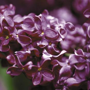 Monge Lilac