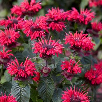 Bee Balm