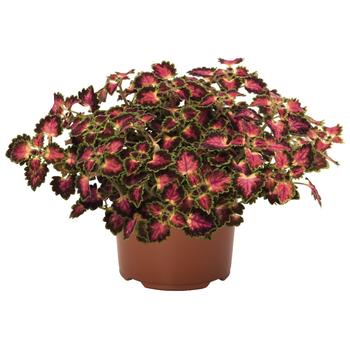 Coleus