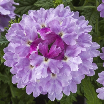 Verbena Verbena