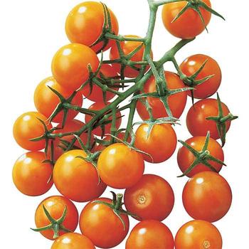 Tomato