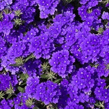 Lanai® ''Blue'' Lanai® ''Blue''