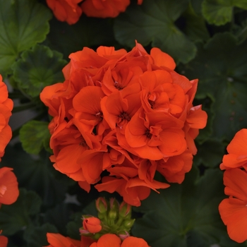 Geranium, Zonal Geranium, Zonal