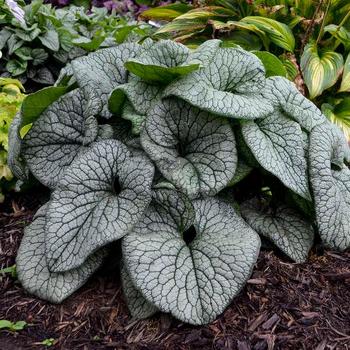 Heartleaf Brunnera