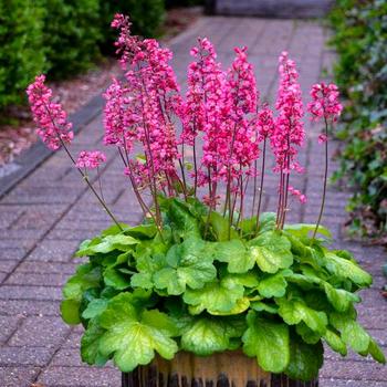 Coral Bells