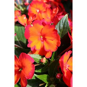 Impatiens, New Guinea