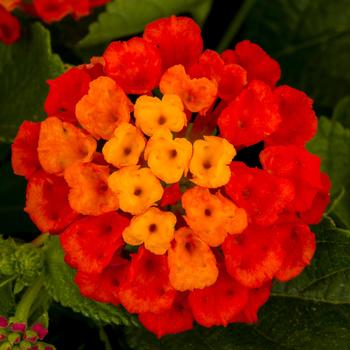 Lantana