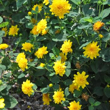 Thin-leaved Sunflower 