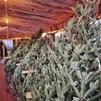 Caring for Your Christmas Tree: Tips for Fresh-Cut Joy