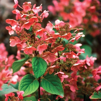 Hardy Hydrangea