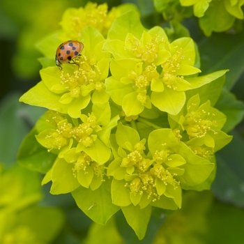 Cushion Spurge